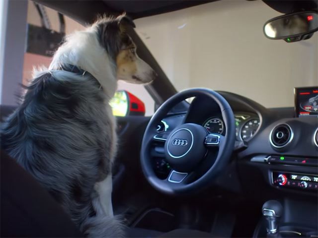 Chó cũng có thể đỗ xe Audi ảnh 1
