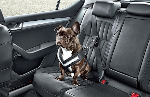 Chó cũng phải đeo dây an toàn trên xe hơi ảnh 1