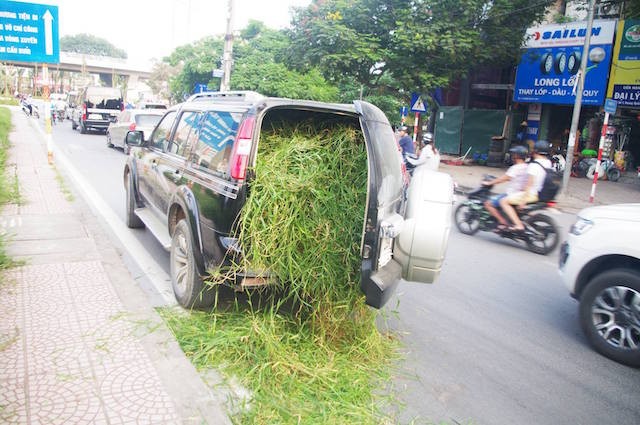 Ngạc nhiên Ford Everest dùng chở cỏ ở Hà Nội ảnh 4